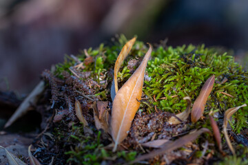 Autumn leaves among the moss in the forest