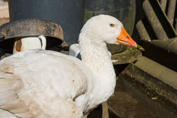 old white goose portait on nature outdoor