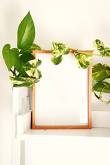 blank decorative frame on a clean shelf next to some green leaves