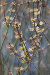 FRESNO COMUN - ASH or EUROPEAN ASH (Fraxinus excelsior)