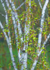 ABEDUL - BIRCH (Betula pendula)