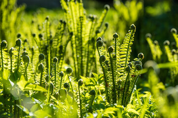 Natural fern leaf cover. Fern leaf pattern