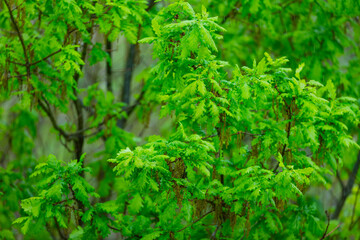 ROBLE ALBAR - PEDUNCULATE OAK (Quercus robur)