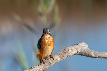 Common Kingfisher ( Alcedo atthis ) sitting on a branch