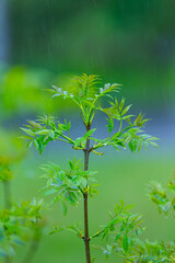 FRESNO COMUN - ASH or EUROPEAN ASH (Fraxinus excelsior)