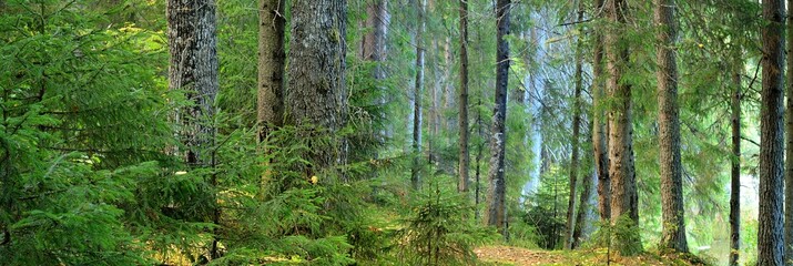 Picturesque panoramic view of the dark mysterious evergreen pine forest. Ancient trees, moss and plants close-up. Ecology, eco tourism, environmental conservation, pure nature