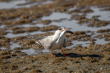 Common tern (sterna hirundo) in Danube Delta Romania. Wildlife in natural habitat
