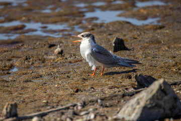 Common tern (sterna hirundo) in Danube Delta Romania. Wildlife in natural habitat