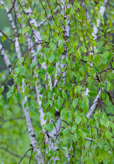 ABEDUL - BIRCH (Betula pendula)