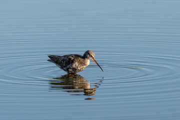 Spotted Redshank in water (Tringa erythropus)