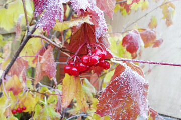 ripe red viburnum berries covered with hoarfrost hang on a branch with yellow autumn leaves