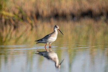 Spotted Redshank in water (Tringa erythropus)