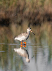 Spotted Redshank in water (Tringa erythropus)