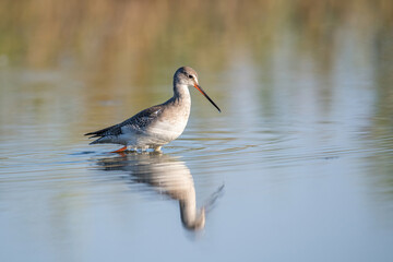 Spotted Redshank in water (Tringa erythropus)