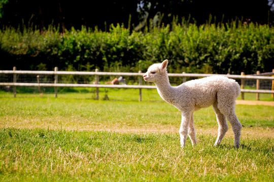 White alpaca baby on the grass
