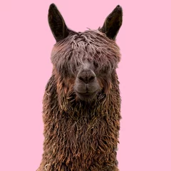 Foto op Plexiglas Zwarte grappige alpaca op roze achtergrond © Marta