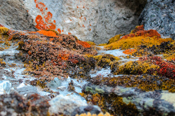 Colorful colored himalayan moss