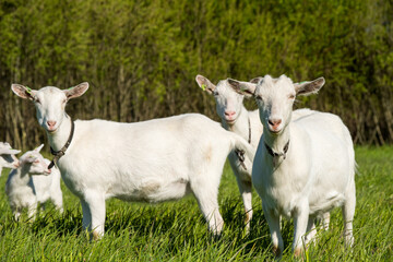 herd of white goats in green grassy meadow