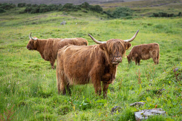 Hairy highland cows and calf grazing on pasture in Scotland in its natural habitat