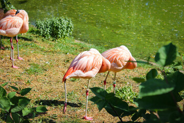 A Group Of Pink Flamingos Resting On The Glade