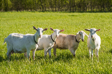 herd of white goats in green grassy meadow