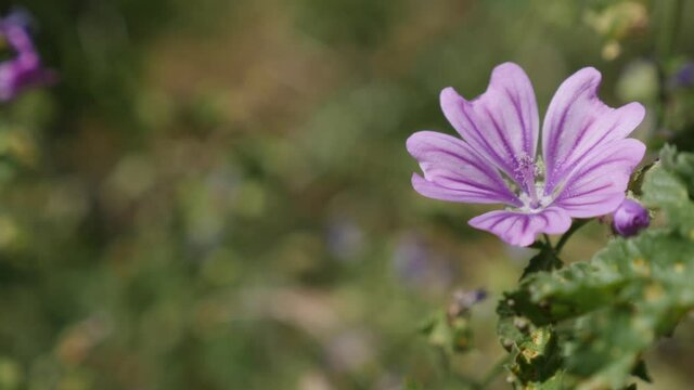  Beautiful mallow Malva sylvestris flower shallow DOF 4K footage