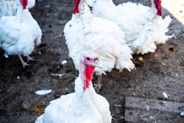 Organic farm for growing turkeys without GMOs and additives