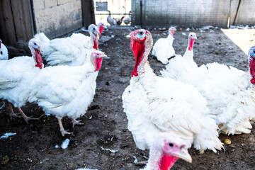 Turkey is grown on a farm. Ecologically clean turkeys are grown for Thanksgiving