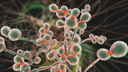 Candida fungi, human pathogenic yeasts © Dr_Microbe