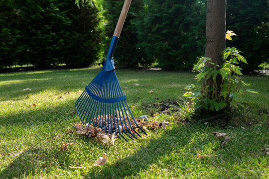Blue rake and leaves on lawn/grass. Country life