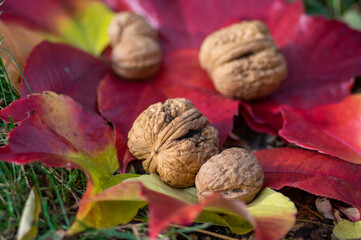 Walnuts in hard shells, pile of dry ripened fruits in the grass on colorful leaves
