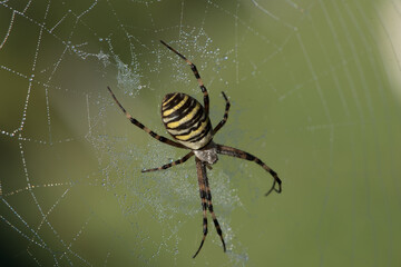 Isolated wasp spider sitting in a spider net