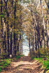 Fototapeta premium Colorful and vibrant autumn leaves. Branches with bright autumn leaves. Bright and colorful autumn landscapes. Autumn relic swamp.