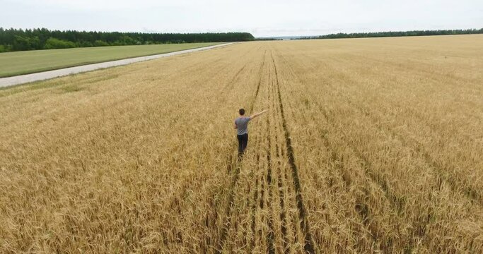 Man walking through a wheat field with ripe yellow stems, drone follows, rear view