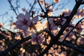 spring in the park
