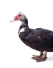 One brown duck.