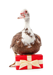 One brown duck with a gift.