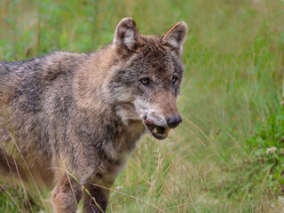Wolf Vorderkörper als Tele-Nahaufnahme mit Blickrichtung nach rechts auf Wiese