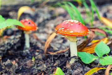 Mushroom Amanita muscaria in the forest, background.