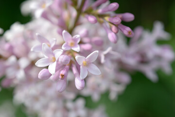 Close up of lilac flowers