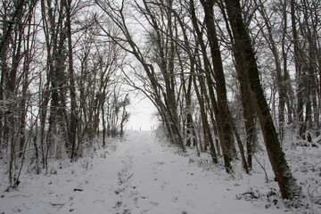 forest in winter