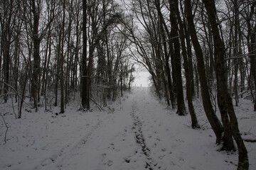 forest in winter