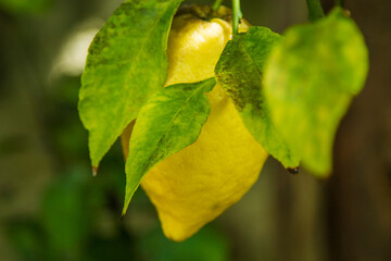 yellow lemons on the tree