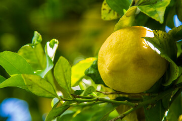 yellow lemons on the tree