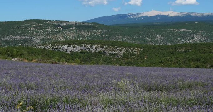 Field of lavenders, Mont Ventoux,  Provence, France. In the background is the Mont Ventoux.