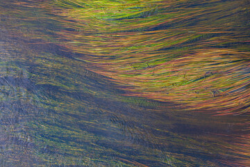 Background image - long, wavy hair-like seaweed in river water