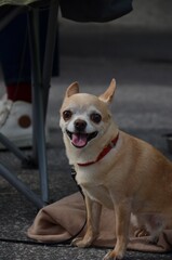 chihuahua dog sitting on the floor