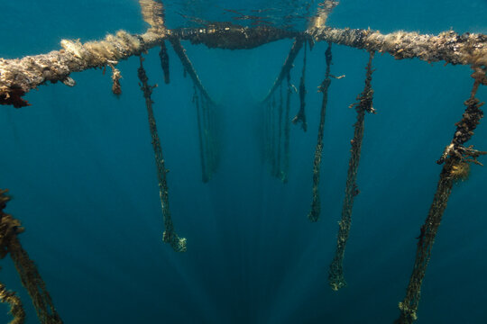 Mussel clam farm