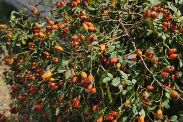 rose hips from prickly fruits, rose hips that begin to ripen on rosehip trees,