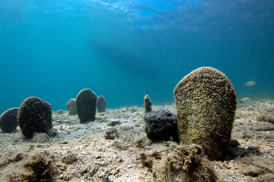 Pinna Nobilis critically endangered specie